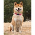 thumbnail image 2 of Collar de perro TagMe ajustable de nailon reflectante para perros medianos, 2 of 7