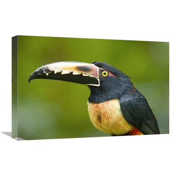 16 x 24 in. Collared Aracari, Costa Rica Art Print - Steve Gettle