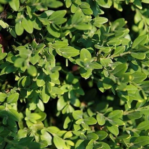Green Mountain Boxwood - Buxus 'Green Mountain'