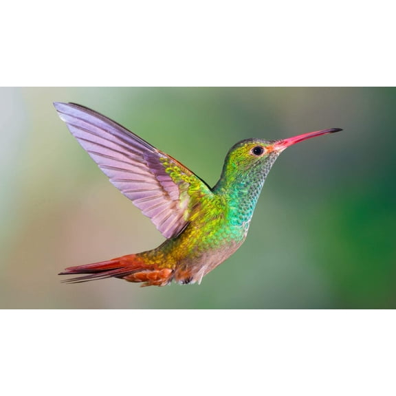 CZ Grain 100 Hummingbird Wildflower Plant Seeds, Outdoor STEM