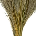 thumbnail image 4 of Vickerman 14-20" Natural Snowdrop Grass, 3 pack, Dried, 4 of 5