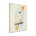 thumbnail image 2 of Unknown 'Antique Cockatoo II' Canvas Art, 2 of 3