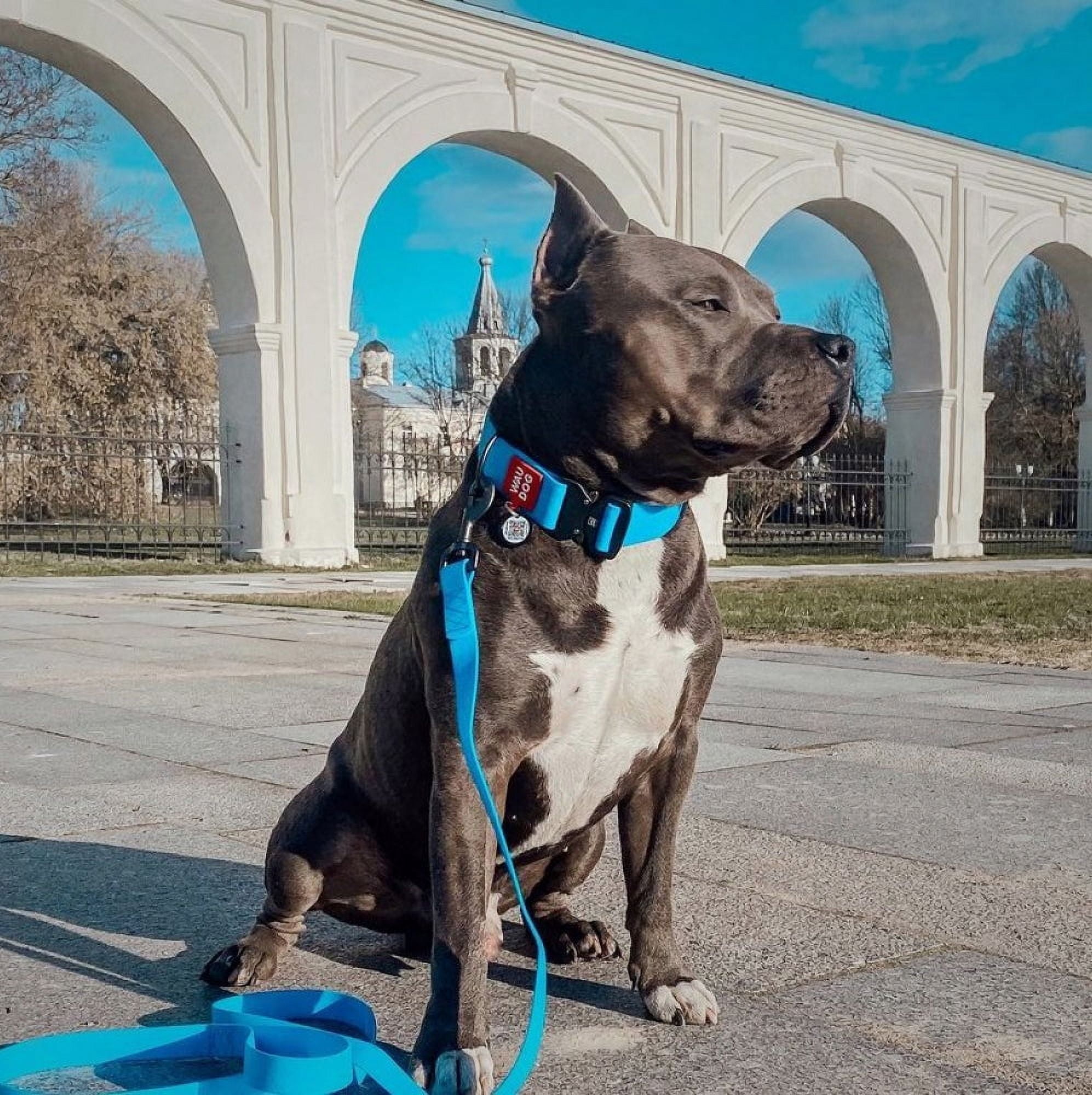 Ultra-Modern Waterproof Dog Leash | Anti-Slip Dog Leash for Large, Small and Medium Dogs | Strong and Durable Leash with Water & Dirt-Resistant | Great for Hiking, Training and Swimming - Orange