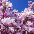 thumbnail image 2 of Saucer Magnolia Tree in 2.5'' Pot, Fragrant Magnolia Flower Shrub, 2 of 5