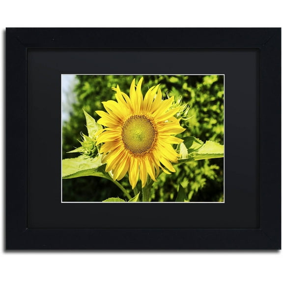 Trademark Fine Art "Just a Sunflower" Canvas Art by Kurt Shaffer, Black Matte, Black Frame