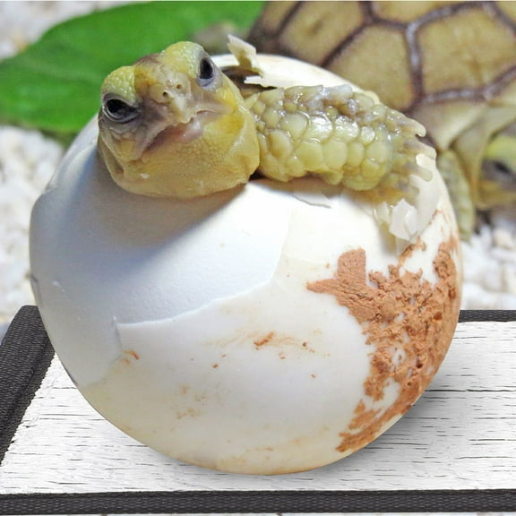 Baluue Leopard Gecko Accessories Reptile Heat Pad Cotton 1Set