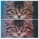 thumbnail image 4 of Pintura de diamante de gato, pintura de diamante 5D, pintura de diamante, kit de pintura de diamante de gato, pintura de diamante de gato y tigre, kit completo de bordado de diamante Decoración de pa, 4 of 5