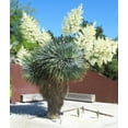 thumbnail image 5 of Silver Yucca - Live Plant in a 1 Gallon Growers Pot - Yucca Rostrata - Rare Outdoor Ornamental Slow Growing Evergreen Tree, 5 of 5