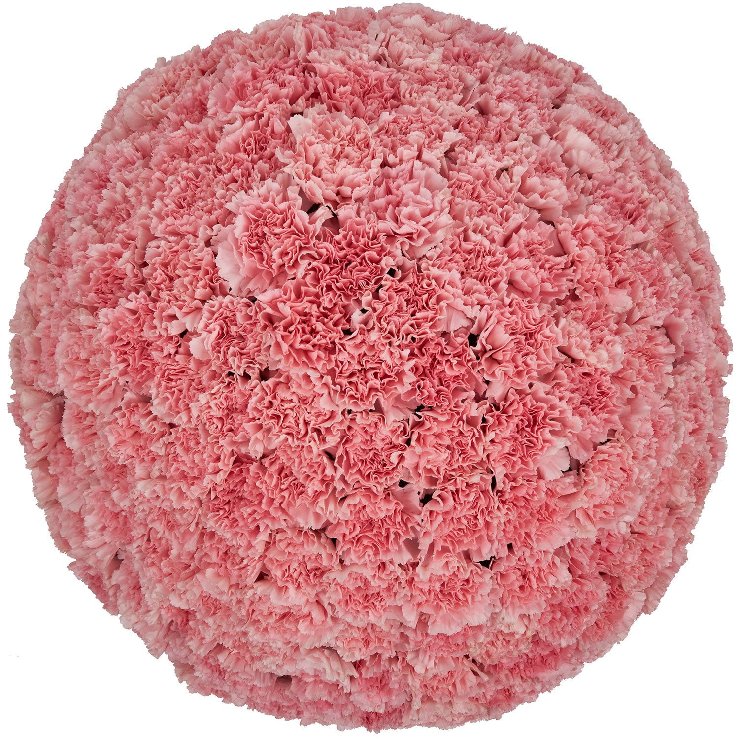 Pompon Painted Sand (60 Stems) - Samsclub.com