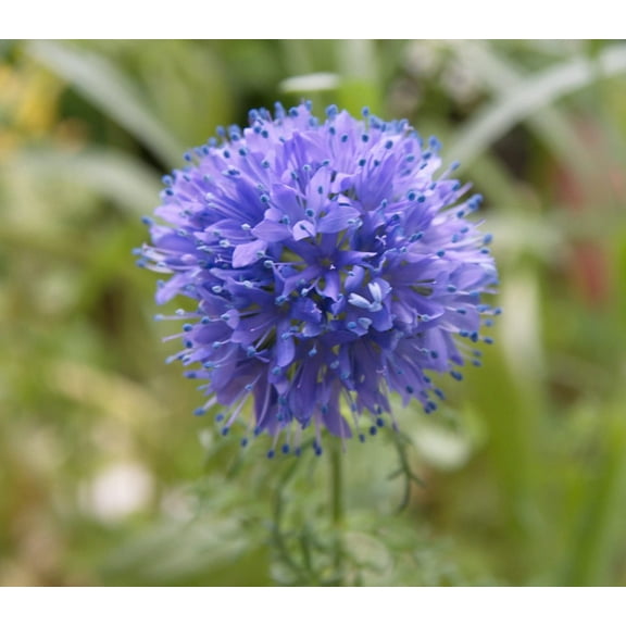 200  Globe Gilia Seeds for Planting - Beautiful Annual Wildflower