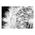 thumbnail image 4 of Tiptophomedecor Botanical Wallpaper Wall Mural - Black And White Dandelion, 4 of 6