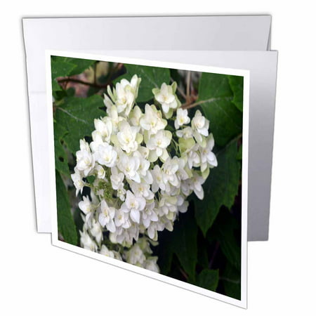 3dRose Oakleaf Hydrangea White Flowering Bush, Greeting Cards, 6 x 6 inches, set of