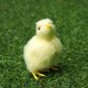 thumbnail image 5 of Muñeco de peluche realista con forma de pollito para niños, juguete de simulación de sonido, de peluche suave, en miniatura, para Pascua, 5 of 5