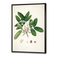 thumbnail image 3 of Ancient Botanicals II 16 in x 32 in Framed Painting Canvas Art Print, by Designart, 3 of 5