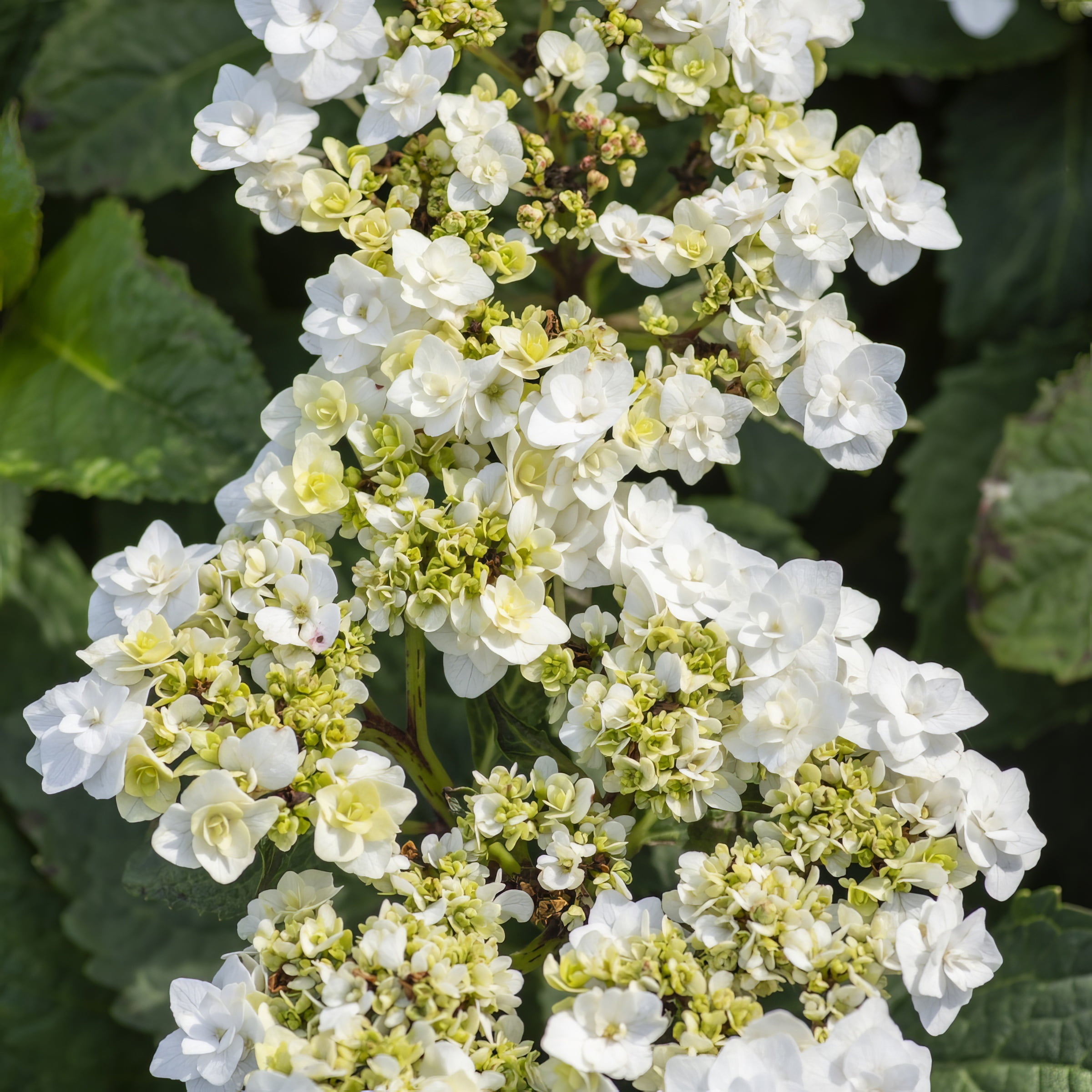 National Plant Network 4" Hydrangea 'Wedding Gown' Live Shrub with Partial Sunlight (3-Pack)