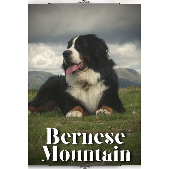 Bernese Mountain: Dog breed overview and guide (Paperback) by Nina Pustova