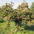 thumbnail image 3 of Arkansas Black Apple Live Tree - 7 Gallon Bareroot, 3 of 6