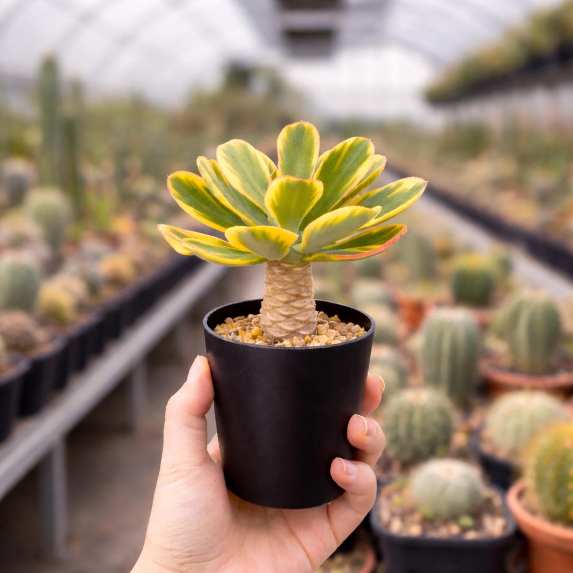 Variegated Euphorbia Poissonii - Rare Variegated Succulent Plant - Exotic Indoor Plant - Unique Houseplant Gift (no leaves)