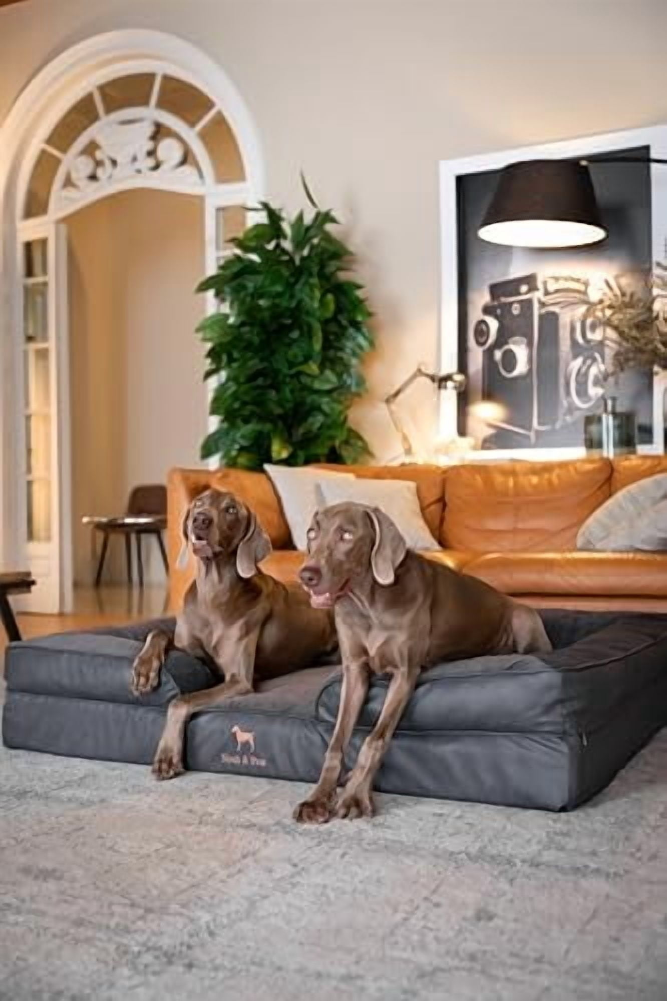 NOAH & PAW Giant Dog Bed XXL 55x45x11 Inch, Orthopedic Dog Beds, Eggshell Memory Foam Infused with Cooling Gel, Waterproof, Machine Washable, Includes Inner Cover (Vegan Leather)
