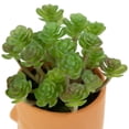 thumbnail image 6 of Northlight Mini Artificial Succulent in Face Planter Pot - 5.5", 6 of 6
