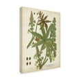 thumbnail image 2 of Trademark Fine Art 'Weinmann Tropical Plants I' Canvas Art by Johann Weinmann, 2 of 4