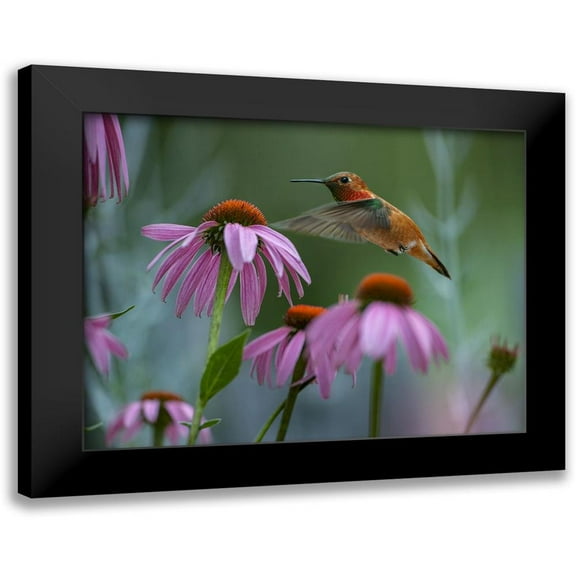 Fitzharris, Tim 14x12 Black Modern Framed Museum Art Print Titled - Rufous Hummingbird among Purple Coneflowers