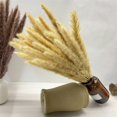 thumbnail image 1 of Pampas pequeñas secas Para decoración del hogar, flores Artificiales Para plantas reales, decoración de boda, 15 unidades, 1 of 4