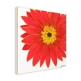 thumbnail image 2 of Trademark Fine Art 'Bright Blossoms I Childrens Art' Canvas Art by June Erica Vess, 2 of 3