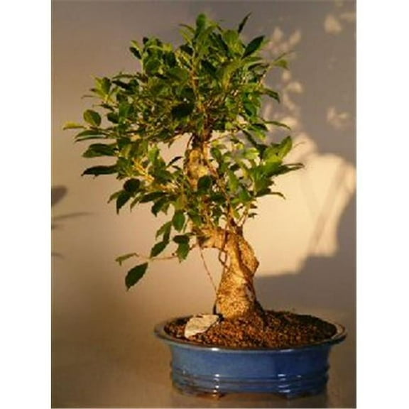 Golden Coin Bonsai Tree - Ficus Retusa - Extra Large