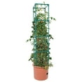 thumbnail image 5 of Hydrofarm Tomato Pot with 4 Foot Trellis Tower & GROW!T Coco Coir Mix Block, 5 of 5