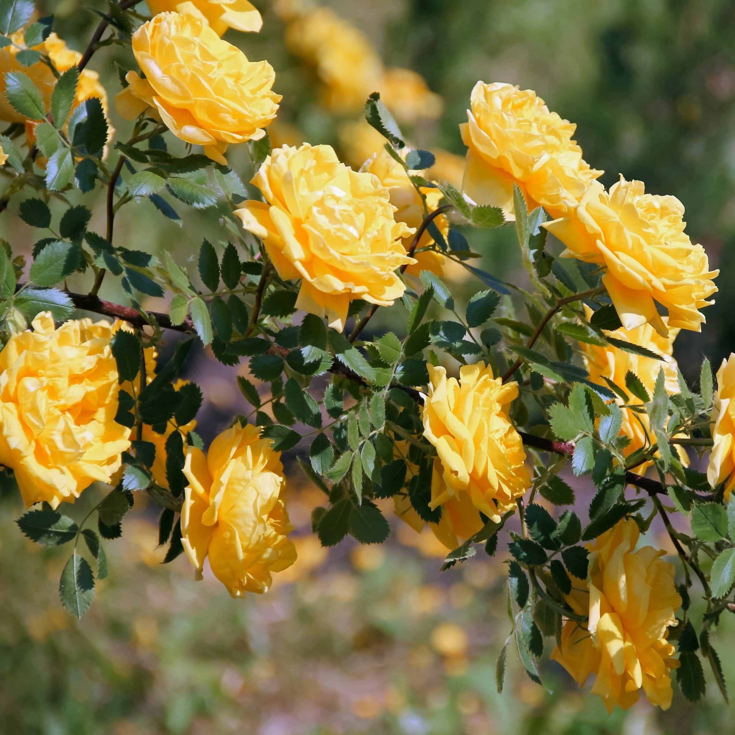 National Plant Network Bare Root Rose Royal Gold with Yellow Flowers (5-pack)