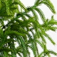 thumbnail image 4 of Nearly Natural 5ft. Artificial Norfolk Pine Tree, 4 of 8