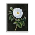 thumbnail image 4 of Stupell Industries White Poppy Illustration Vintage Flower Thorns Gray Framed by Daphne Polselli, 4 of 5