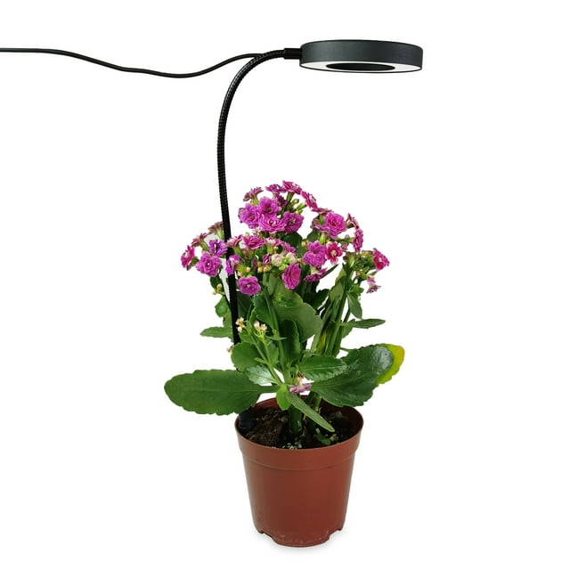 Lumière de Plante Bouchée au Sol, Anneau d'Ange Dimmable, Imitation Spectre Complet
