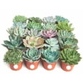 thumbnail image 2 of Shop Succulents 4 Inch Rosette Succulent Collection Succulent (Collection of 20), 2 of 4