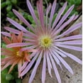 thumbnail image 3 of Mesa Verde Ice Plant - Delosperma - Cool Plant for the Sun - Gallon Pot, 3 of 4