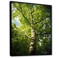 thumbnail image 2 of Designart "Lyrical Forest American Basswood Tree" Landscape Trees Floater Framed Canvas Art Print, 2 of 7