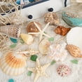 thumbnail image 3 of Sinkoo Large Sea Shells Mixed for Crafting, 15 Kinds 2.7-5.1" Big Conch Starfish Scallop for Seashells Collection Display DIY Crafts, Home Wedding Decor, 3 of 8