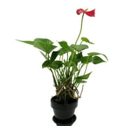 Red Champion Miniature Blooming Anthurium - 2.5" Ceramic Pot - Easy House Plant