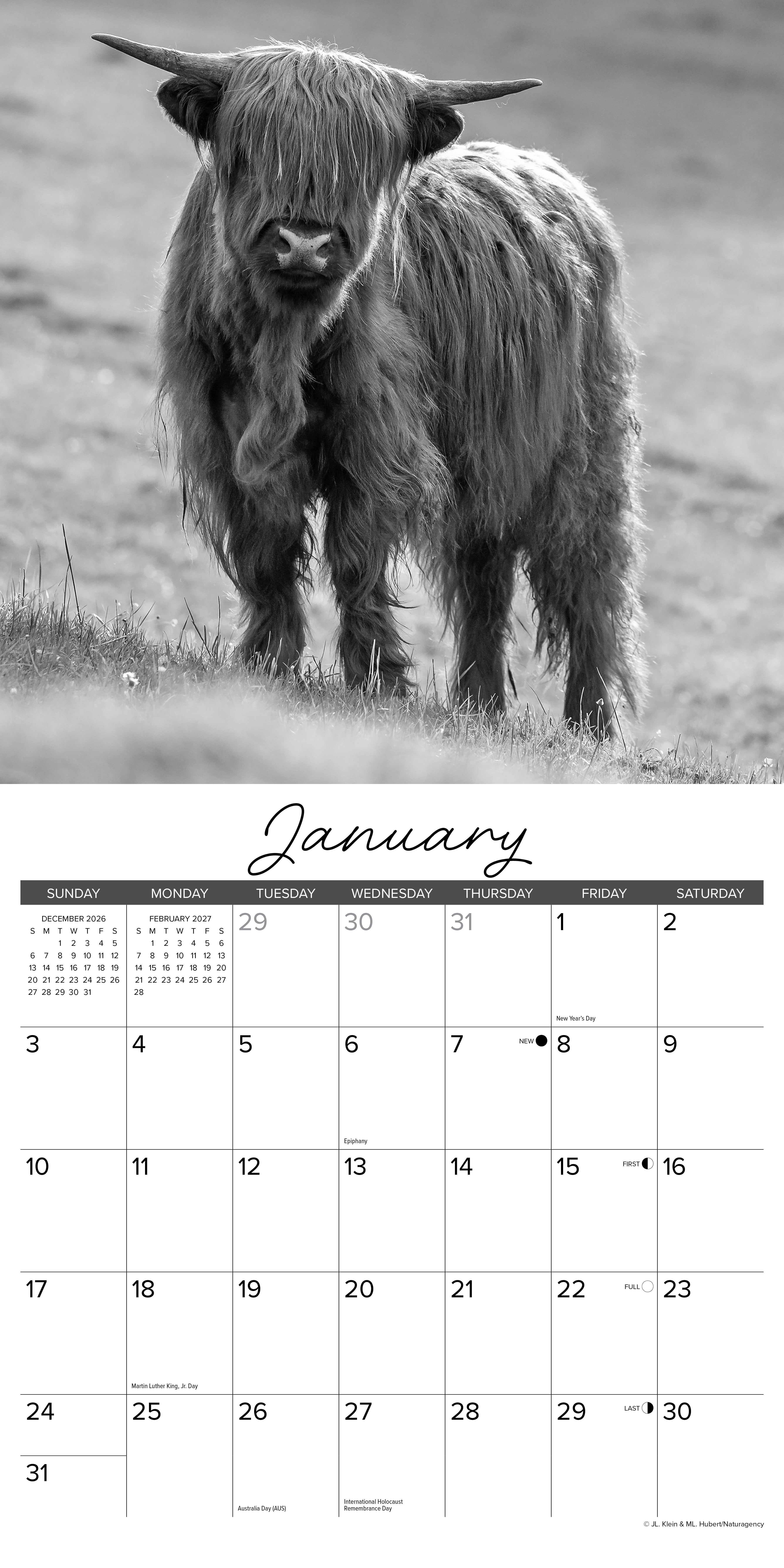 Willow Creek Press, Highland Cows (B&W) 2027 Wall Calendar