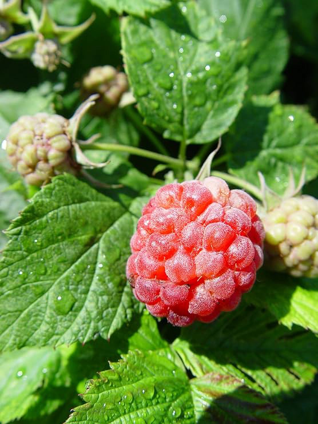 Bushel & Berry 2G Raspberry Shortcake Fruit Live Plants Full Sun