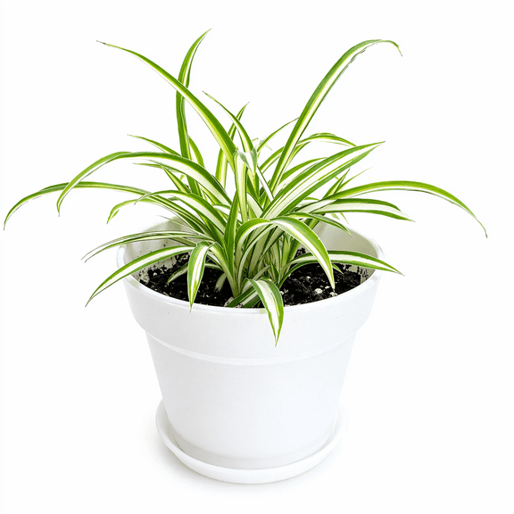 Live Spider Plant in 4” White Decorative Pot with Saucer – Easy Care Indoor Houseplant, Air-Purifying Home & Office Decor