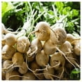 thumbnail image 2 of Everwilde Farms - 1 lb White Albino Beet Seeds - Gold Vault Bulk Seed Packet, 2 of 2