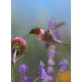thumbnail image 2 of Fitzharris, Tim 19x24 White Modern Wood Framed Museum Art Print Titled - Ruby Throated Hummingbirds, 2 of 4