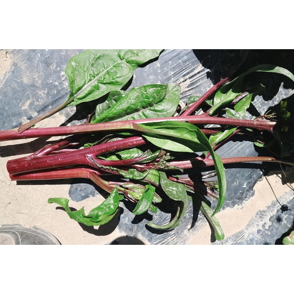 HIGHGW Organic 220 Seeds, Red Chinese Kale Brassica Seeds GAI LAN Vegetable Seed Green Leafy Outdoor Home Seeds Vegetable Heirloom Seeds