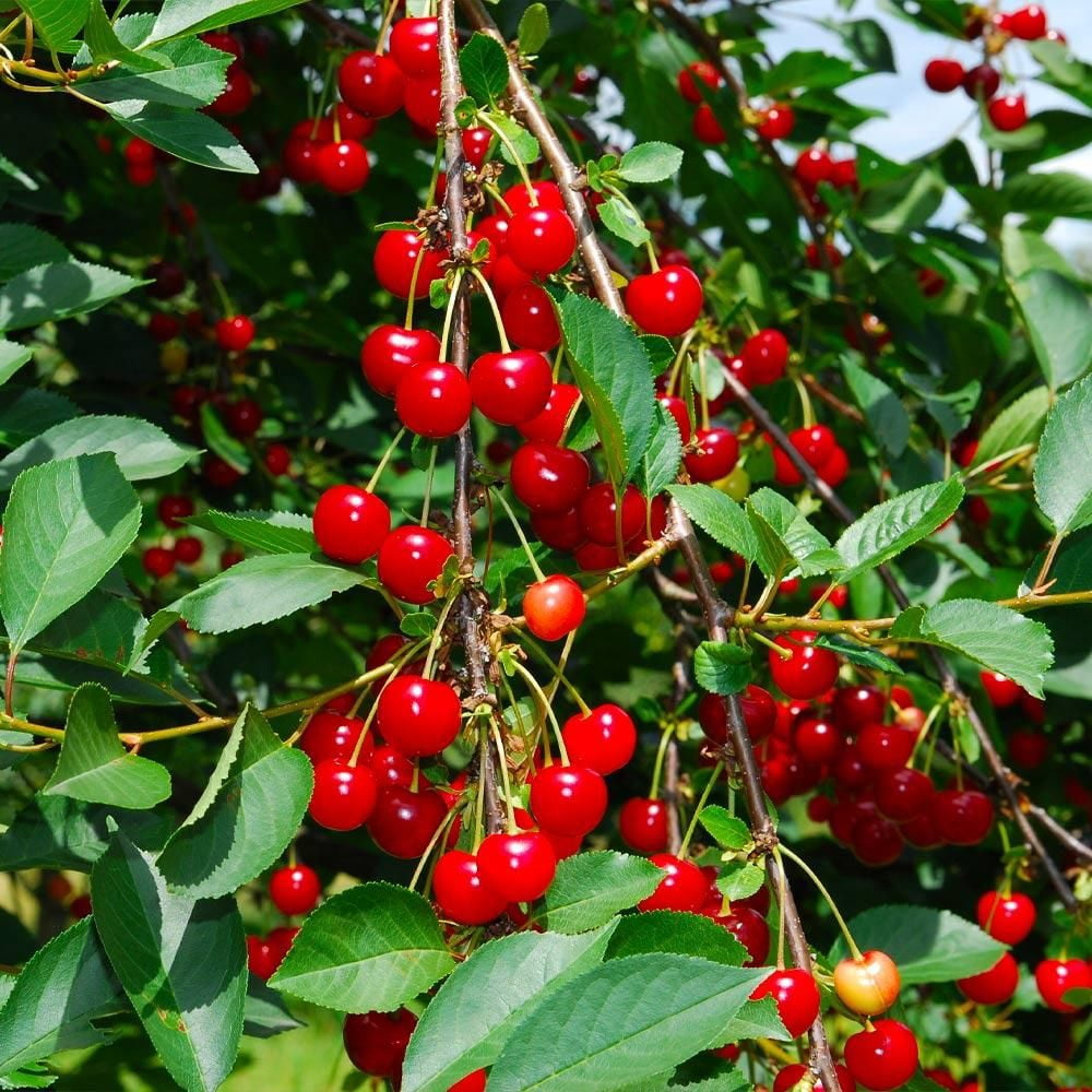 Expert Gardener 2-3 ft tall Sweet Heart Fruiting Cherry Live Tree in 5-Gallon Grower Pot