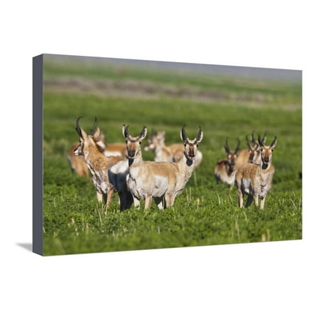 Herd of Pronghorn Antelope Grazing on Open Land Stretched Canvas Print Wall Art By Terry