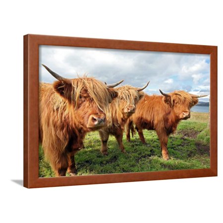 Close Up Of Scottish Highland Cow In Field Framed Print Wall Art
