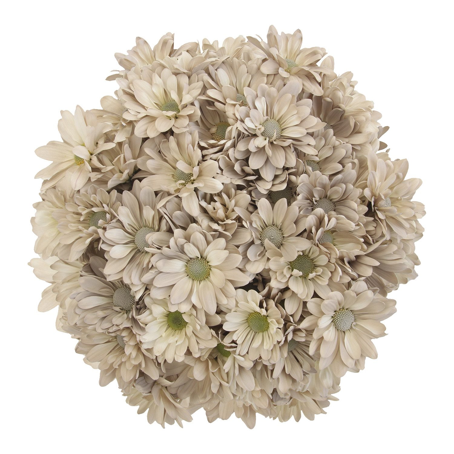Pompon Painted Sand (60 Stems) - Samsclub.com