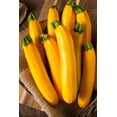 thumbnail image 2 of TomorrowSeeds - 5 Species Summer Squash Mix Seeds - 30+ Count - For 2025 Planting Heirloom Yellow, 2 of 11